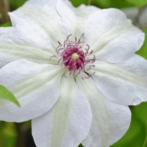 Miss Bateman Clematis Plant - 3-4 Inch White Flowering Vine