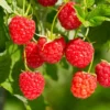 Heritage Red Raspberry Plant - 1 Gallon Small Potted Raspberry Fruit Plant