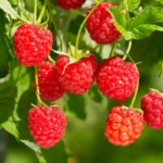 Heritage Red Raspberry Plant - 1 Gallon Small Potted Raspberry Fruit Plant
