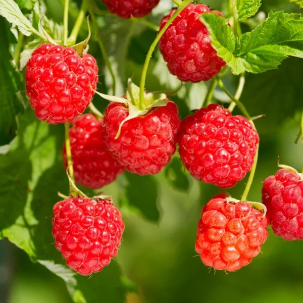 Heritage Red Raspberry Plant - 1 Gallon Small Potted Raspberry Fruit Plant