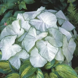 Moonlight Caladium Bulbs - 5 Planting Bulbs Per Pack - Shade Loving