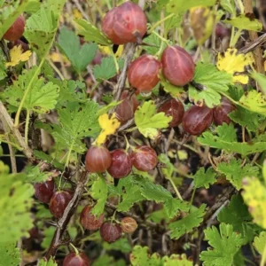 Hinnonmaki Red Gooseberry Plant - Bare Root Fruit Plant