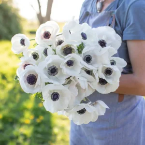 Black Eyed Beauty Anemone Plant Bulbs (25 Bulbs Per Pack) - White Flowering Blooms in Spring Gardens