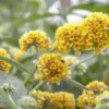 Honeycomb Buddleia Plant Live - Yellow Butterfly Bush 4-6 Inch Garden