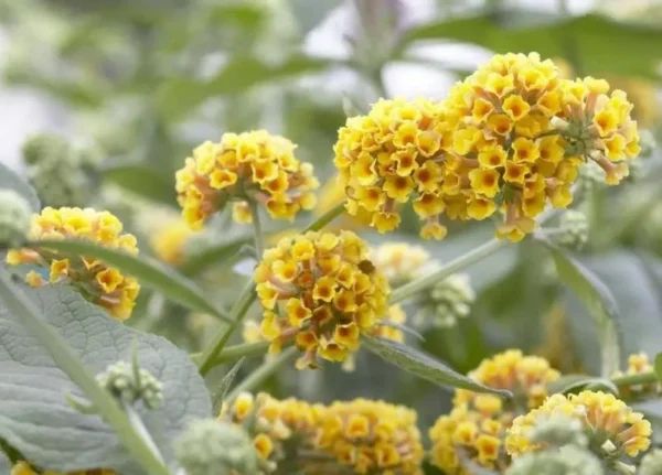 Honeycomb Buddleia Plant Live - Yellow Butterfly Bush 4-6 Inch Garden