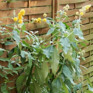 Honeycomb Buddleia Plant Live - Yellow Butterfly Bush 4-6 Inch Garden
