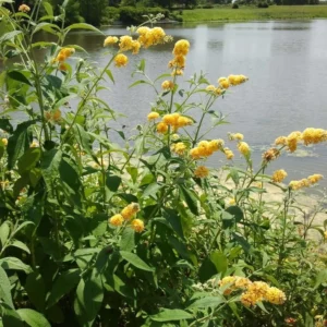 Honeycomb Buddleia Plant Live - Yellow Butterfly Bush 4-6 Inch Garden