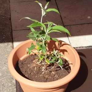 Honeycomb Buddleia Plant Live - Yellow Butterfly Bush 4-6 Inch Garden
