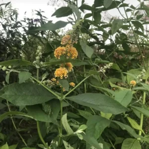 Honeycomb Buddleia Plant Live - Yellow Butterfly Bush 4-6 Inch Garden
