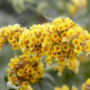Honeycomb Buddleia Plant Live - Yellow Butterfly Bush 4-6 Inch Garden