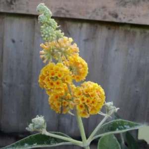 Honeycomb Buddleia Plant Live - Yellow Butterfly Bush 4-6 Inch Garden
