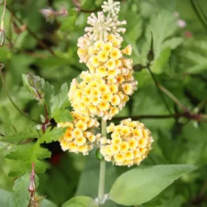 Honeycomb Buddleia Plant Live - Yellow Butterfly Bush 4-6 Inch Garden