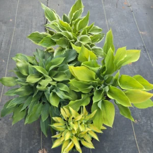 Hosta Super Pack Flower Bulbs Value Bag - 4 Bulbs Per Pack - Albomarginata