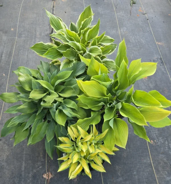 Hosta Super Pack Flower Bulbs Value Bag - 4 Bulbs Per Pack - Albomarginata