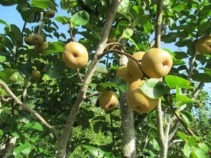 Ripe Asian pears hanging on the branches, ready for harvest.