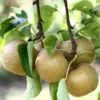 Hosui Asian Pear Tree - 4 Feet Tall - Ships in 3 Gallon Pot