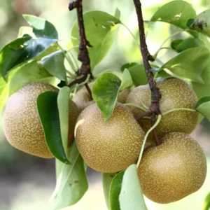 Hosui Asian Pear Tree - 4 Feet Tall - Ships in 3 Gallon Pot