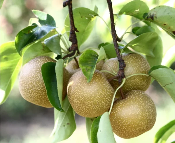 Hosui Asian Pear Tree - 4 Feet Tall - Ships in 3 Gallon Pot