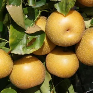 Hosui Asian Pear Tree - 4 Feet Tall - Ships in 3 Gallon Pot