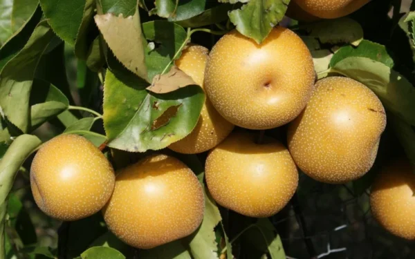 Hosui Asian Pear Tree - 4 Feet Tall - Ships in 3 Gallon Pot