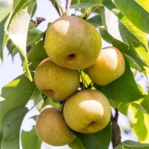 Hosui Asian Pear Tree - 4 Feet Tall - Ships in 3 Gallon Pot