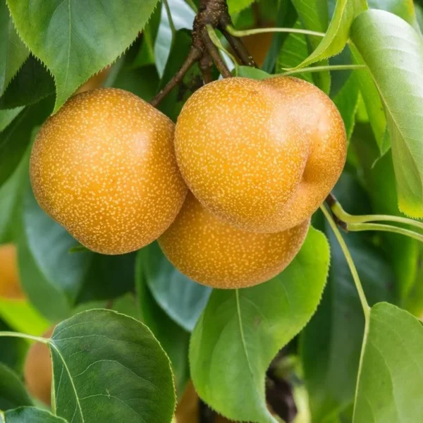 Hosui Asian Pear Tree - Bare Root Pear Tree 4 to 5 Feet Fruit Bearing