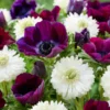 Hot Anemone Collection Flower Bulbs - 75 Bulbs Per Pack