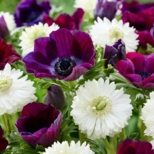 Hot Anemone Collection Flower Bulbs - 75 Bulbs Per Pack