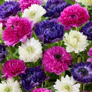 Hot Anemone Collection Flower Bulbs - 75 Bulbs Per Pack