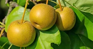 Ripe Asian pears hanging on the branches, ready for harvest.