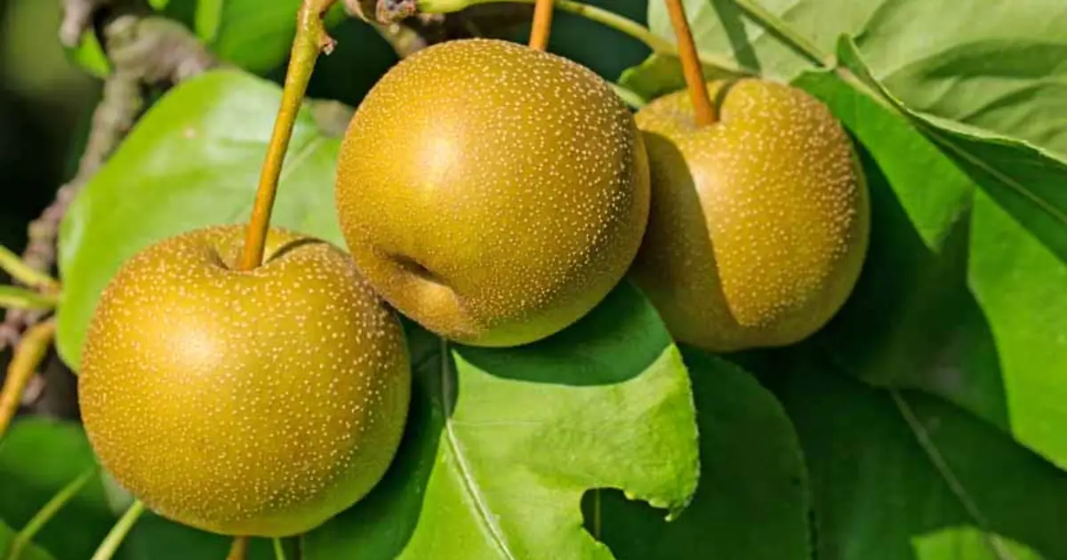 Ripe Asian pears hanging on the branches, ready for harvest.