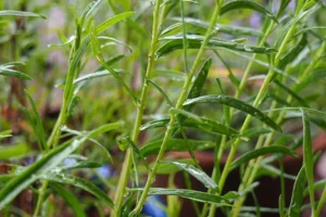 fresh french tarragon