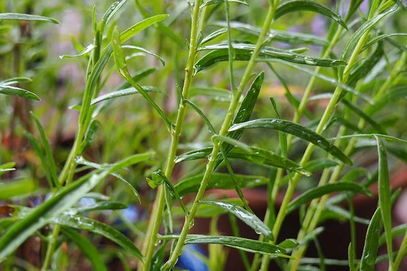 fresh french tarragon 