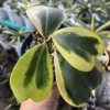 Hoya Kerrii Heart Plant Live - Variegated Hoya, 3-4 Inch Plant