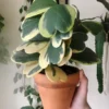 Hoya Kerrii Heart Plant Live - Variegated Hoya - 3-4 Inch Potted Plant