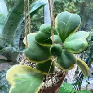 Hoya Kerrii Heart Plant Live - Variegated Hoya - 3-4 Inch Potted Plant
