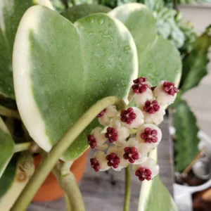 Hoya Kerrii Heart Plant Live - Variegated Hoya - 3-4 Inch Potted Plant