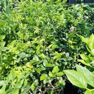 Blueberry Bush Live Plant Jersey Variety 4 Inch Potted Fruit Seedling