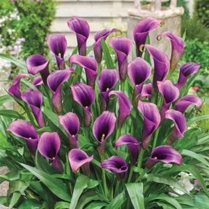 Purple Sensation Calla Lily - 3 Bulbs per Pack - Rich Purple Blooms - Easy Grow
