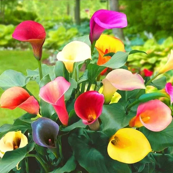 Hybrid Calla Lilies Mixed Value Pack - 5 Bulbs/pkg - Bright Colors Red, Orange, Yellow, Pink