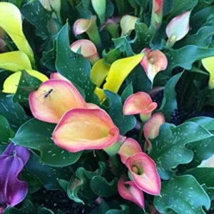 Hybrid Calla Lilies Mixed Value Pack - 5 Bulbs/pkg - Bright Colors Red, Orange, Yellow, Pink