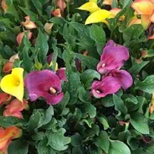 Hybrid Calla Lilies Mixed Value Pack - 5 Bulbs/pkg - Bright Colors Red, Orange, Yellow, Pink