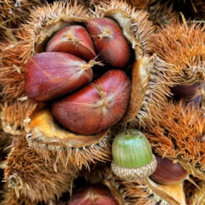 Hybrid Chestnut Tree Seedling - Deer Attracting Castanea Trees