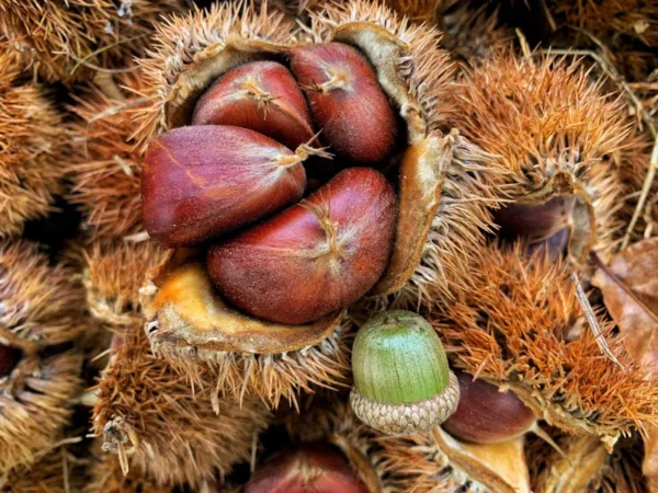 Hybrid Chestnut Tree Seedling - Deer Attracting Castanea Trees