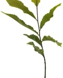 Hybrid Chestnut Tree Seedling - Deer Attracting Castanea Trees