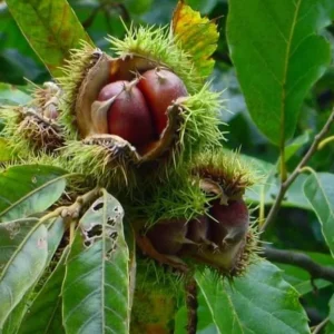 Hybrid Chestnut Tree Seedling - Deer Attracting Castanea Trees