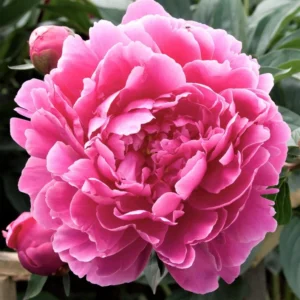 Pink Peony Flowering Bulbs - 1 Bulbs Per Pack - Garden Peony