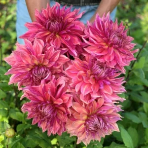 Penhill Dark Monarch Dahlia - 1 Bulb per Pack - Deep Burgundy Blooms