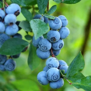 Blueberry Bush Live Plant Jersey Variety 4 Inch Potted Fruit Seedling
