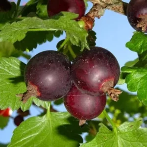 Jostaberry Gooseberry Bush Live Plant - Well Rooted Bare Root - Thornless Berry Bush for Planting